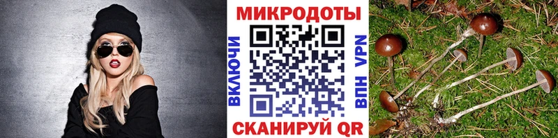 Псилоцибиновые грибы Magic Shrooms  blacksprut как зайти  Каменка 